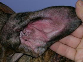 Otite allergique (dermatite atopique canine)