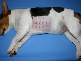 Dermatite atopique canine : test intradermique (sous tranquillisant)