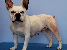 Dermatite atopique canine chez un Bouledogue Français