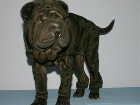 Juvenile demodectic mange (Shar Peï after treatment)