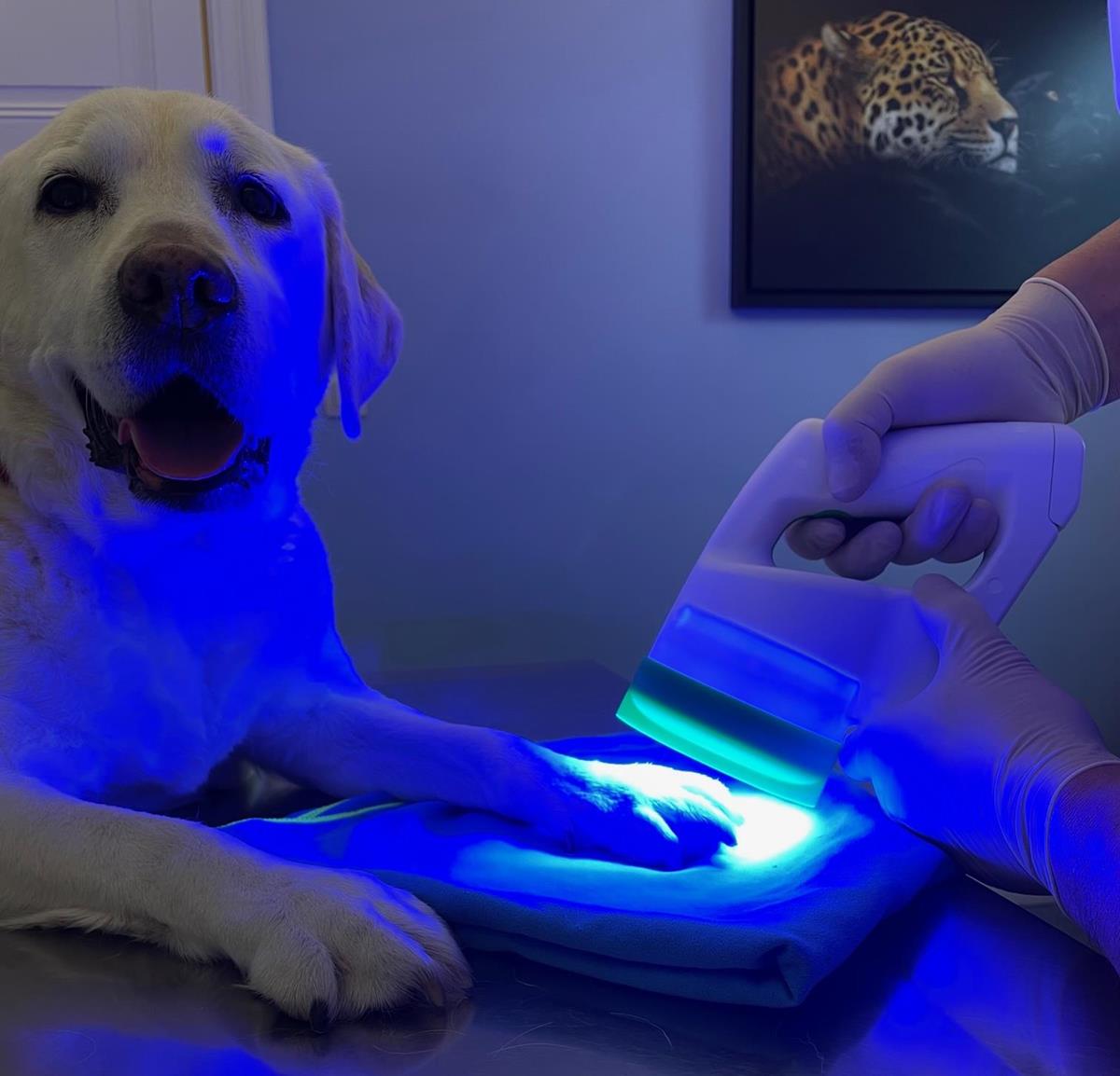 Phovia biomodulation by fluorescence (BMF) News & Blog