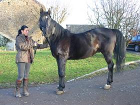 Allergie: urticaire - Dermatologie équine - Maladies de la peau du cheval