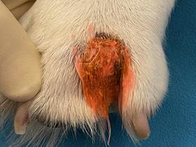 Chromophore gel on the lesion