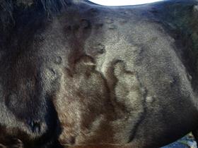 Allergie: urticaire - Dermatologie équine - Maladies de la peau du cheval