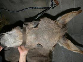 Donkey dermatophilosis - Pferde dermatologie