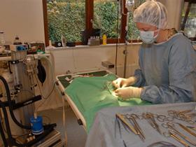 Surgery in our practice - Surgery & anesthesia