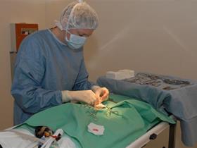 Surgery in our practice - Surgery & anesthesia