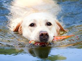 Labrador retriever - Age conseillé pour la stérilisation en fonction de la race