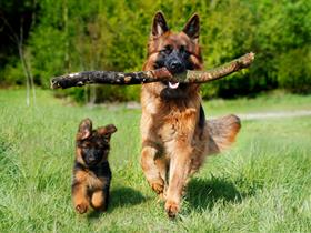 Berger Allemand - Quel est l'âge conseillé pour la stérilisation / castration des chiennes et chiens mâles : étude sur 35 races de chiens