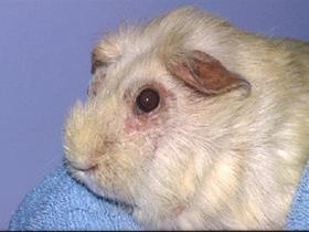 Gale du cobaye - Dermatologie des rongeurs et lapins - Maladies de la peau des cobayes, rats, hamsters, lapins....