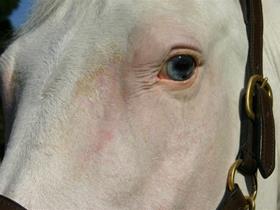 Photodermatose - Dermatologie paarden