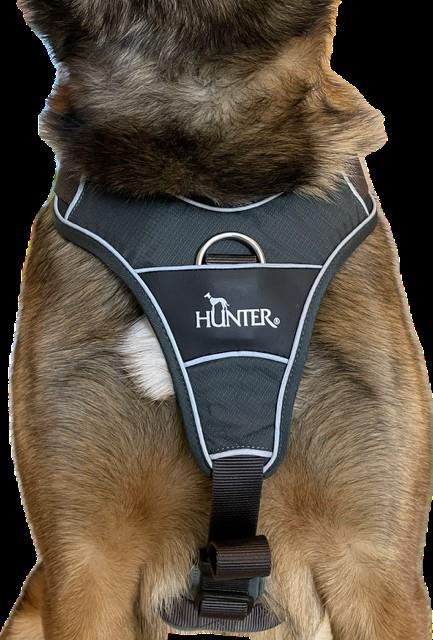 Das richtige Geschirr für meinen Hund - News & Blog - Tierarztpraxis Beco