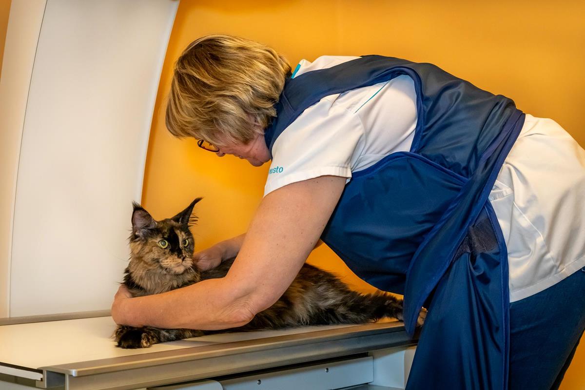 radiography - Medical services - Veterinarian Practice