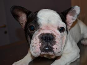 Dermatite atopique canine - Ligne de conduite pour le traitement de la dermatite atopique canine