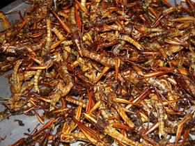 Eetbare insecten - Moet voedsel op basis van insecten worden vermeden bij voedselallergie?