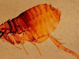 The flea - The Fleas - Skin pathologies
