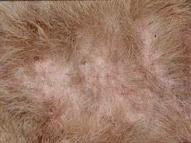 Allergische reactie op vlospeeksel  (huid ter hoogte van de rug van de hond hierboven)