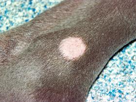 Microsporum canis: circular alopecia