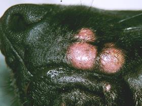 Kerion - Der Hautpilz - Pathologien