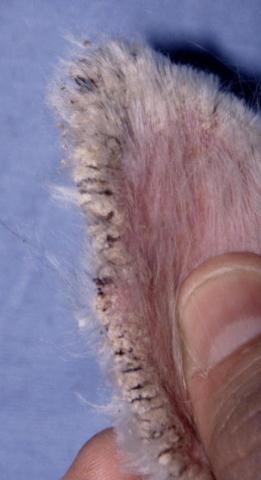 Crusts at the border of the ear pinna