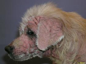 Severe facial lesions - Sarcoptic Mange / Sarcoptes