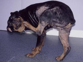 Intense pruritus - Sarcoptic Mange / Sarcoptes