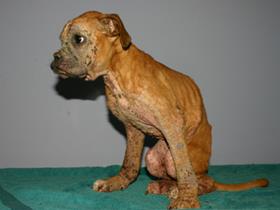 Malnutrition / Demodicosis / Dermatophytosis : December 23rd