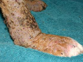 Malnutrition / Demodicosis / Dermatophytosis : December 23rd