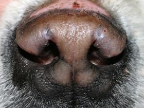 Baloo: nose 160309 - Miss Papadopoulos (Grandmenil) - Erythematous Lupus