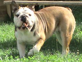 Pearl: English Bull Dog - Mister Weiss - Kalhausen - France (Dermatology - Demodicosis): Pearl
