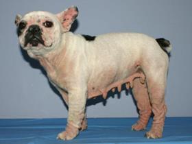 Dermatite Atopique Canine Bouledogue Français