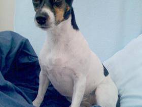 Bella -Jack Russel Terrier