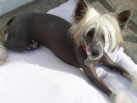 "Igor" - Chinese Crested Dog