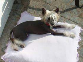 "Igor" - Chinese Crested Dog: 6 month old