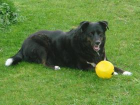 "Satie"  Jaumotte von Hannut: 35 kg Marz 2008