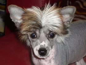 "Igor" - Chinese Crested Dog