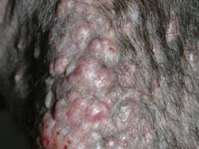 Pyoderma secondary to demodicosis (limb)