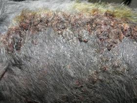 Filou - Demodicosis and deep pyoderma -080509 (Flank)