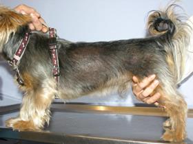 Filou - demodicosis cured - 280809 (hairs will regrow)