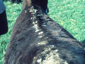 Dermatologie Equine: Dermatite estivale - "Gale d'été" - Hypersensibilité aux culicoïdes