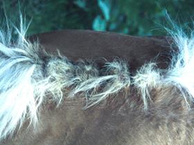 "Gale d'été" - Dermatite estivale chez un Haflinger