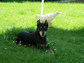 Twiggy - Pinscher de 16 ans