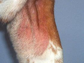 Malassezia Dermatitis in a Basset Hound
