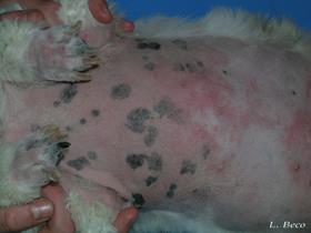 Malassezia dermatitis in a Shih Tzu