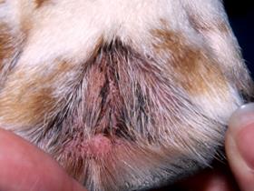 Malassezia Pododermatitis - Malassezia dermatitis en otitis