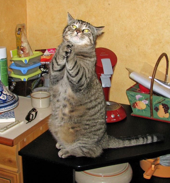 Diabete Du Chat Medecine Feline Services Medicaux Cabinet Veterinaire