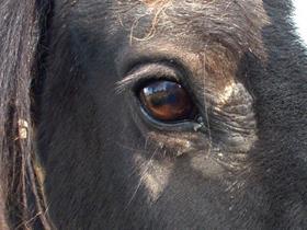 Flat sarcoïd - Paarden dermatologie: sarcoids