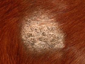 Verrucous sarcoïd - Equine dermatology: Sarcoïds