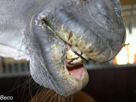 Lip melanoma - Equine dermatology: melanoma