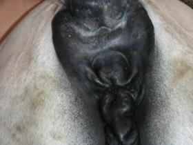 Perianal dermal melanomas - Pferde melanoma